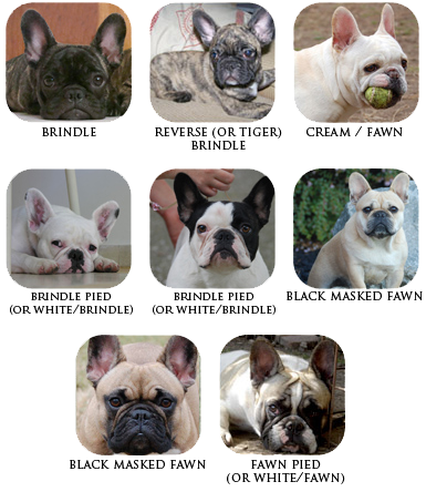 what french bulldogs should look like? 2