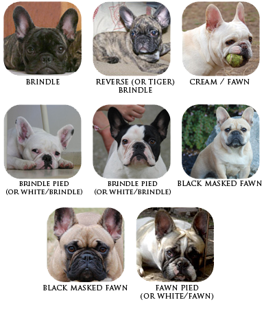 what is the most common color for french bulldogs