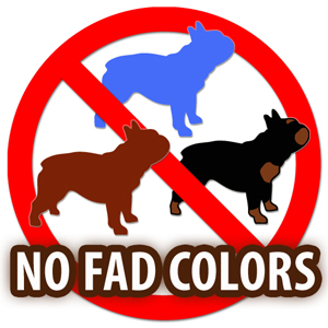 No Fad Colors in French Bulldogs