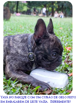 french bulldog and a block of ice
