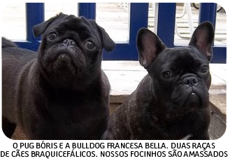 Brachycephalic breeds - Pug and French Bulldog