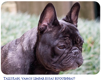 French Bulldog wrinkles