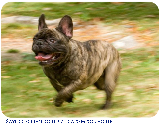 Bulldog Francês correndo