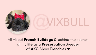 Vixbull Frenchies