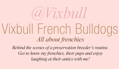 Vixbull Frenchies